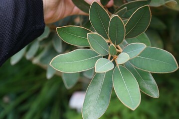 Maackia amurensis leaf underside close-up