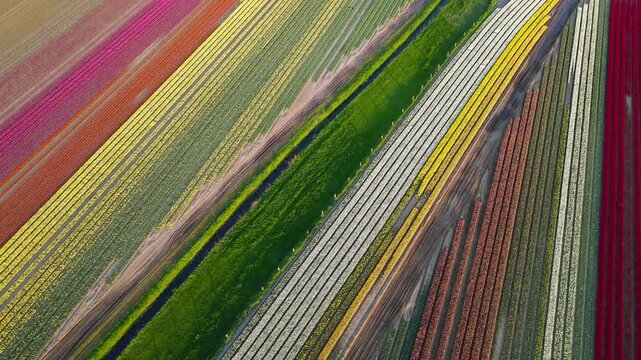 Aerial view of tulip fields in the Netherlands