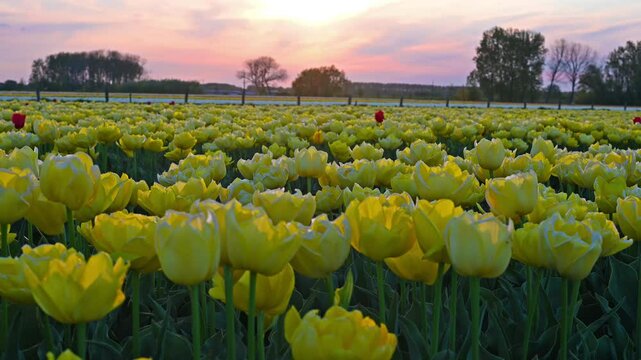 Colorful Tulip Fields in the Netherlands