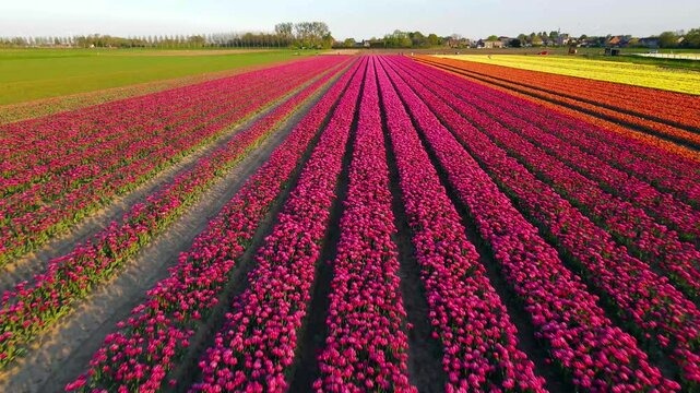 Aerial view of tulip fields in the Netherlands