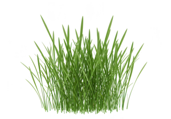 A vibrant tuft of green grass stands tall, bringing a touch of nature indoors, isolated on transparent background