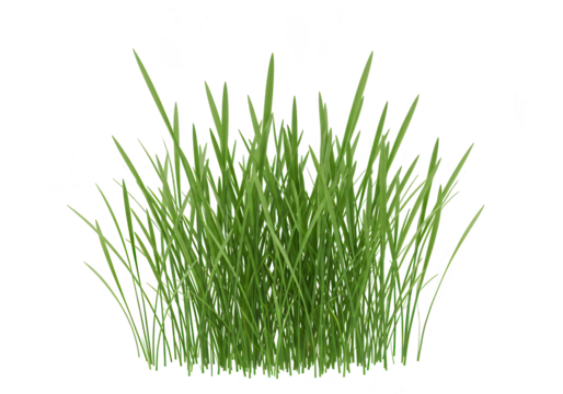 A vibrant tuft of green grass stands tall, bringing a touch of nature indoors, isolated on transparent background