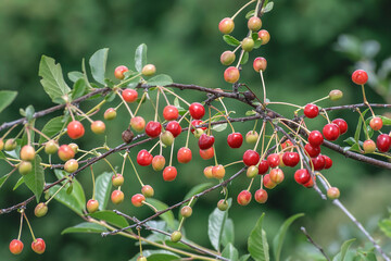A sprig of cherry with fruits on a summer day