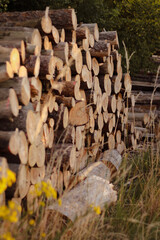 wooden beams, wooden logs, wood texture, wood grain, wood surface