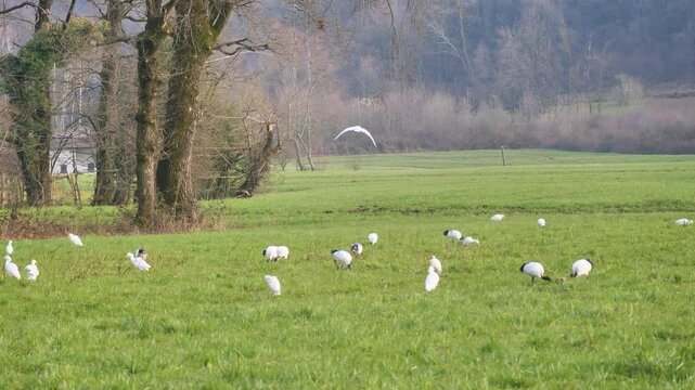 A colony of sacred Ibis in Brembana valley, Lombardy, Italy