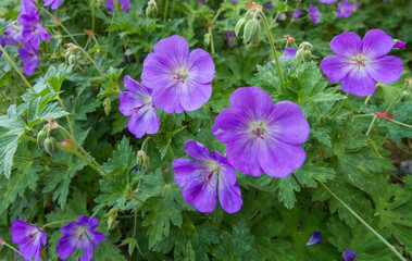 Flowerbed of purple hardy geraniums (cranesbill, perennial geranium)