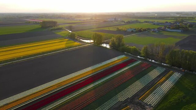 Aerial view of tulip fields in the Netherlands
