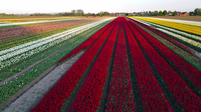 Aerial view of tulip fields in the Netherlands
