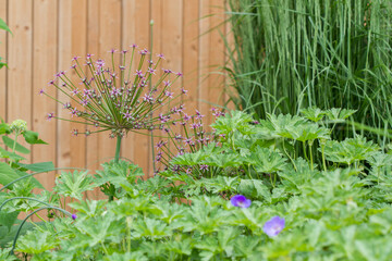 Landscaped garden scene with plants flowering in summer: purple cranesbill, allium giganteum, high grass (with wooden wall)
