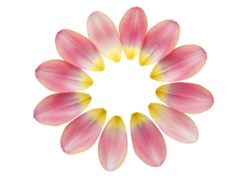 Delicate pink and yellow tulip petals arranged in a circular pattern isolated on transparent background