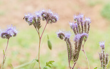 Purple blossoms of phacelia (scorpionweed, heliotrope), bee-friendly plant, close-up