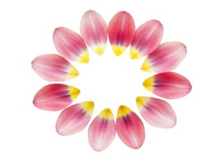 Delicate pink and yellow tulip petals arranged in a circular floral pattern isolated on transparent background