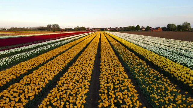 Aerial view of tulip fields in the Netherlands