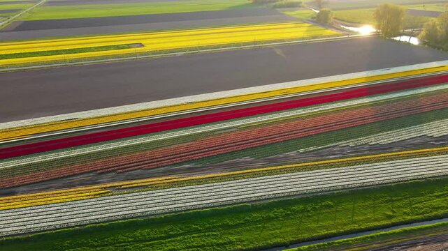 Aerial view of tulip fields in the Netherlands