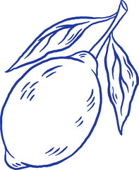 Hand draw lemon with leaves vector illustration. Doodle citrus fruit on white background. La dolce vita. Sketch style