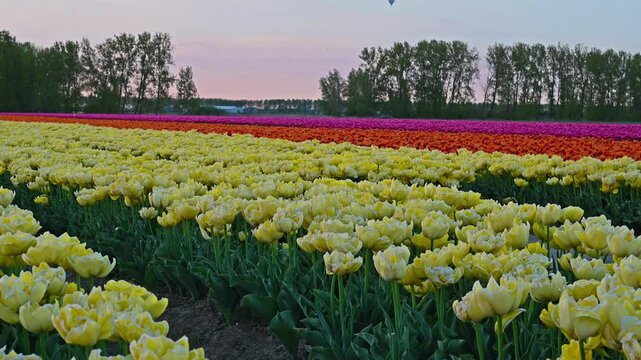 Colorful Tulip Fields in the Netherlands