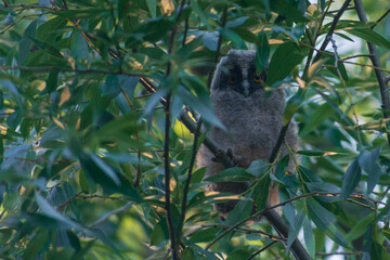 Long-eared Owl on a branch