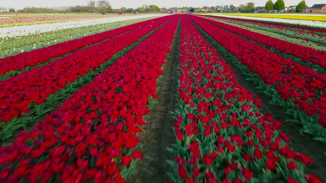 Aerial view of tulip fields in the Netherlands