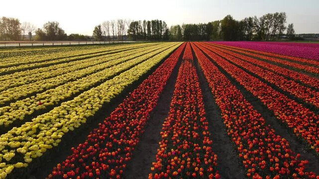 Aerial view of tulip fields in the Netherlands