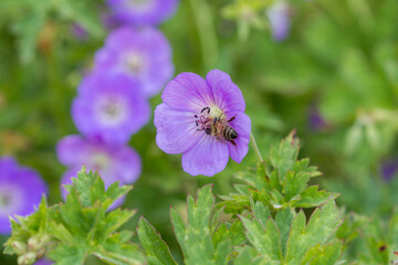 Honey bee on blossom of purple hardy geranium (cranesbill, perennial geranium) - close-up