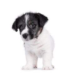 Cute Jack Russell dog puppy, standing up facing front. Looking straight to camera. Isolated on a white background.