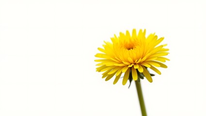 Photorealistic image of a Taraxacum flower isolated on white. Bright yellow bloom with jagged green leaves. Botanical macro with soft light and natural detail.