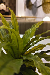 Lush Green Asplenium Nidus Fern Close-Up