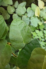 Lush Green Creeping Fig Wall Texture