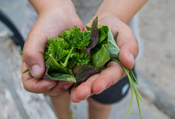Fresh herbs in the hands of a child (parsley, chives, basil)