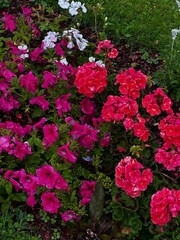 Geranium flowers are very popular as ornamental plants because they are easy to care for and resistant to various weather conditions.