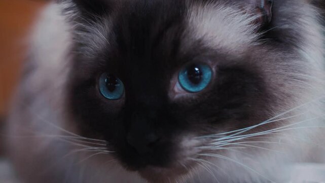 blue eye close up ragdoll in slowmotion, bright interior, feline face detail
