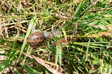 General stock Fruit and vegetable gardening. A snail makes its way through the grassy undergrowth. pest, nuisance, slak, animal,
