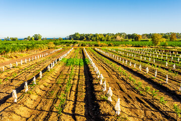 green farmland among spring hills in rustic coast with rural plantation with rows of fruit trees...