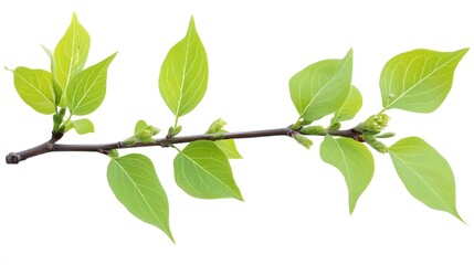 Fototapeta premium Fresh Spring Branch with Green Leaves and Buds Isolated