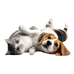 Fototapeta premium Cute kitten and beagle puppy playing together isolated on transparent background