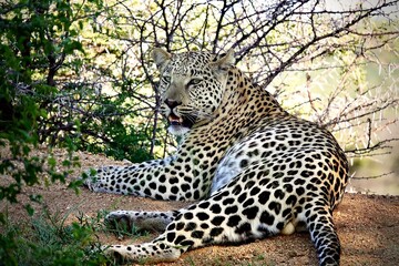 Wild leopard lying on sandy ground in shaded bush area, showing relaxed posture and detailed spotted coat. Photographed in natural African habitat during daylight in Namibia.