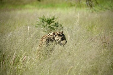 Solitary leopard moving stealthily through tall dry savanna grass in Africa. Camouflaged in natural habitat, alert and focused. Ideal for wildlife, safari, and predator animal themes.