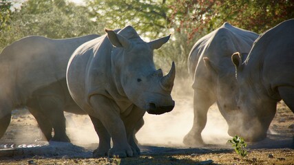 White rhinoceroses walking through dry dust in Namibian savanna at sunset, creating a dramatic...