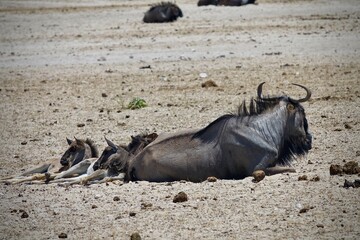 Group of blue wildebeests with newborn calves lying on dry savanna ground in Etosha National Park,...
