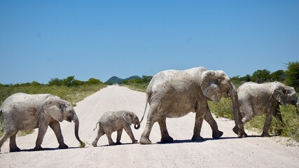African elephant family with calves crossing sandy road in Etosha National Park, Namibia, on a...
