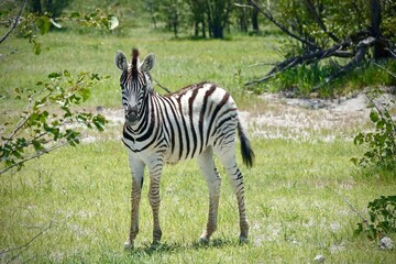 A young plains zebra standing alert in open grassland in Etosha National Park, Namibia.