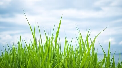 Obraz premium Vibrant Green Grass Blades Sky Background Nature
