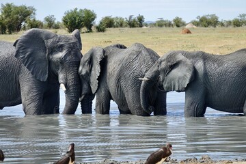 Three African elephants cooling off at a waterhole, standing closely together in shallow water while a few birds rest at the edge in the foreground.