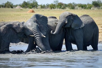 Two African elephants interacting and playing with their trunks near a waterhole in the savannah, while others walk in the background and a bird stands at the water’s edge.