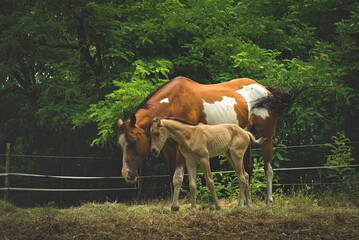 horse and foal