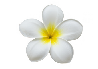 Two yellow pencils crossed over each other are isolated on a transparent background