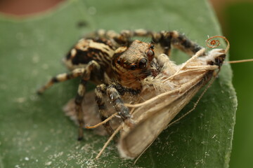 Jumping spider (Salticidae) capturing and feeding on its prey. The detailed image highlights the spider’s intricate eyes, vibrant colors, and hairy body as it hunts in its natural environment.