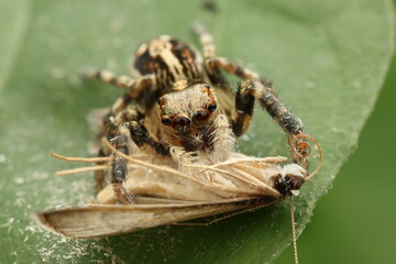 A close-up macro photograph of a jumping spider (Salticidae) capturing and feeding on its prey. 