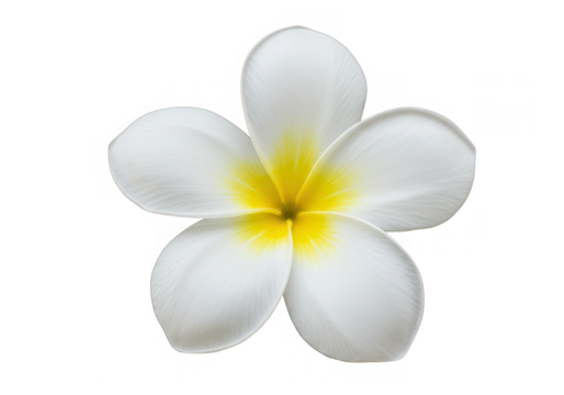 Two yellow pencils crossed over each other are isolated on a transparent background