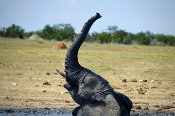 Obraz premium African elephant raising its trunk while wallowing in mud at a waterhole in the savanna, captured in the wild on a sunny day.